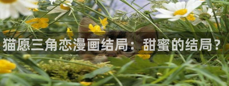 漫画之家官网首页：猫愿三角恋漫画结局：甜蜜的结局？